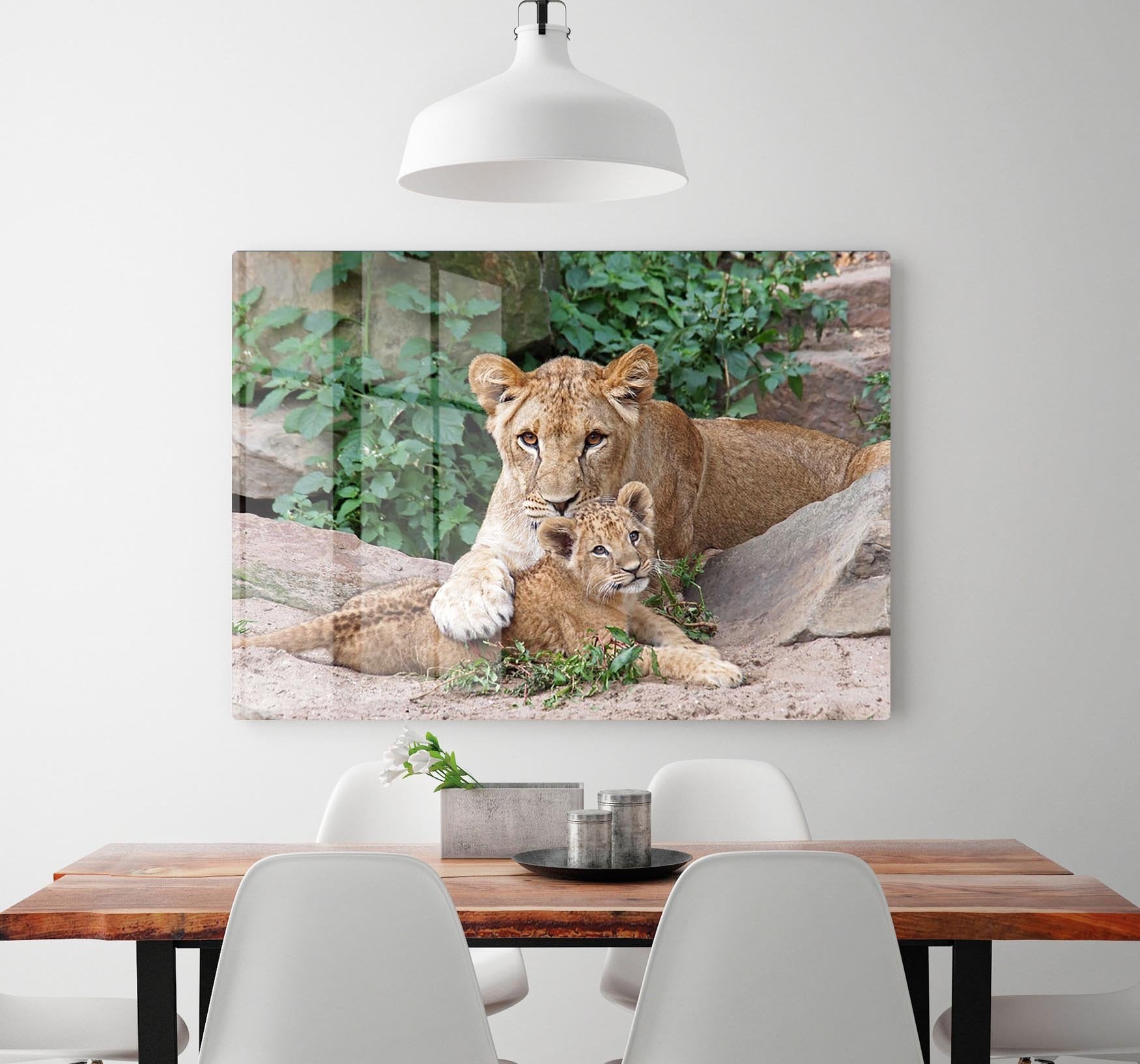 An older lioness is playing with her baby sister HD Metal Print - Canvas Art Rocks - 2