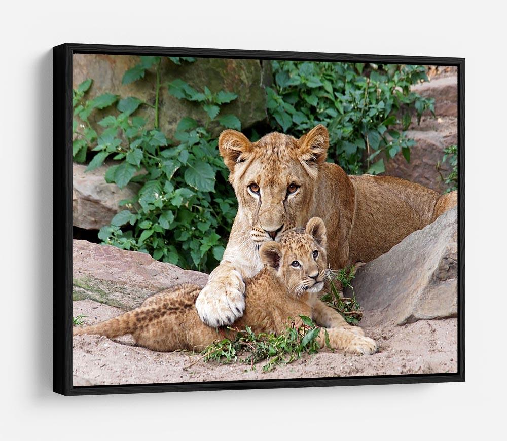 An older lioness is playing with her baby sister HD Metal Print - Canvas Art Rocks - 6