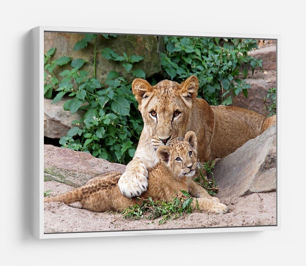 An older lioness is playing with her baby sister HD Metal Print - Canvas Art Rocks - 7