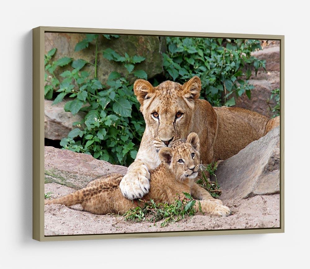An older lioness is playing with her baby sister HD Metal Print - Canvas Art Rocks - 8