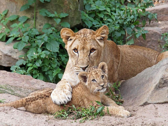 An older lioness is playing with her baby sister Wall Mural Wallpaper