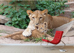 An older lioness is playing with her baby sister Wall Mural Wallpaper - Canvas Art Rocks - 2