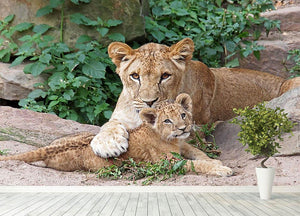 An older lioness is playing with her baby sister Wall Mural Wallpaper - Canvas Art Rocks - 4