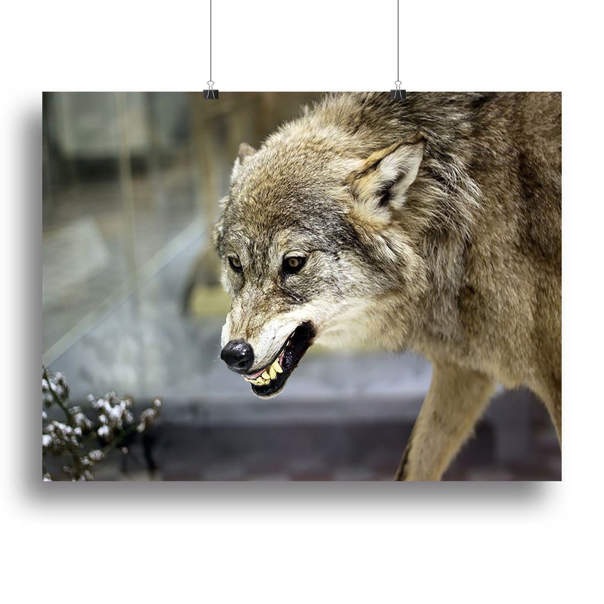 Angry grey wolf in winter forest Canvas Print or Poster