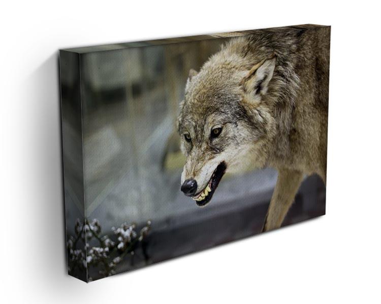 Angry grey wolf in winter forest Canvas Print or Poster - Canvas Art Rocks - 3
