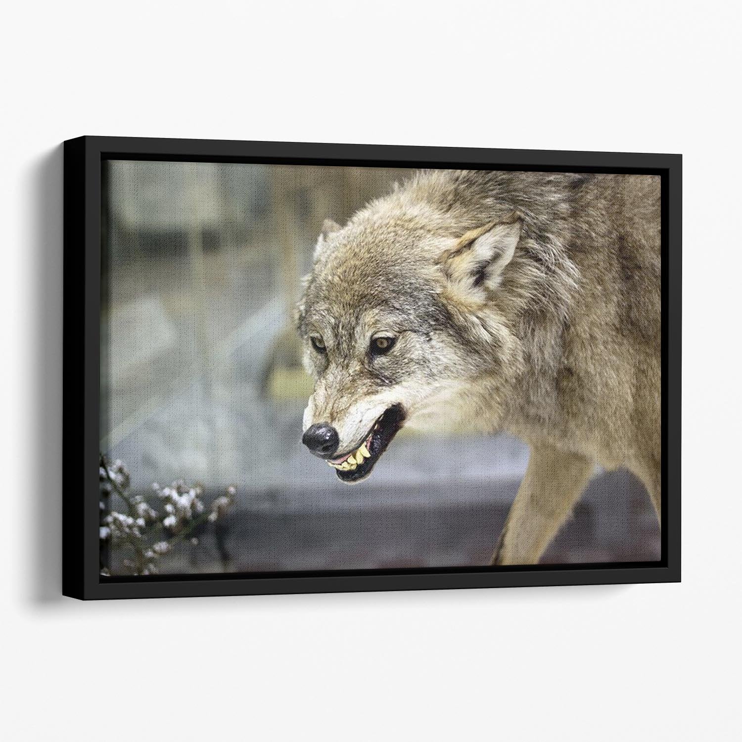 Angry grey wolf in winter forest Floating Framed Canvas - Canvas Art Rocks - 1