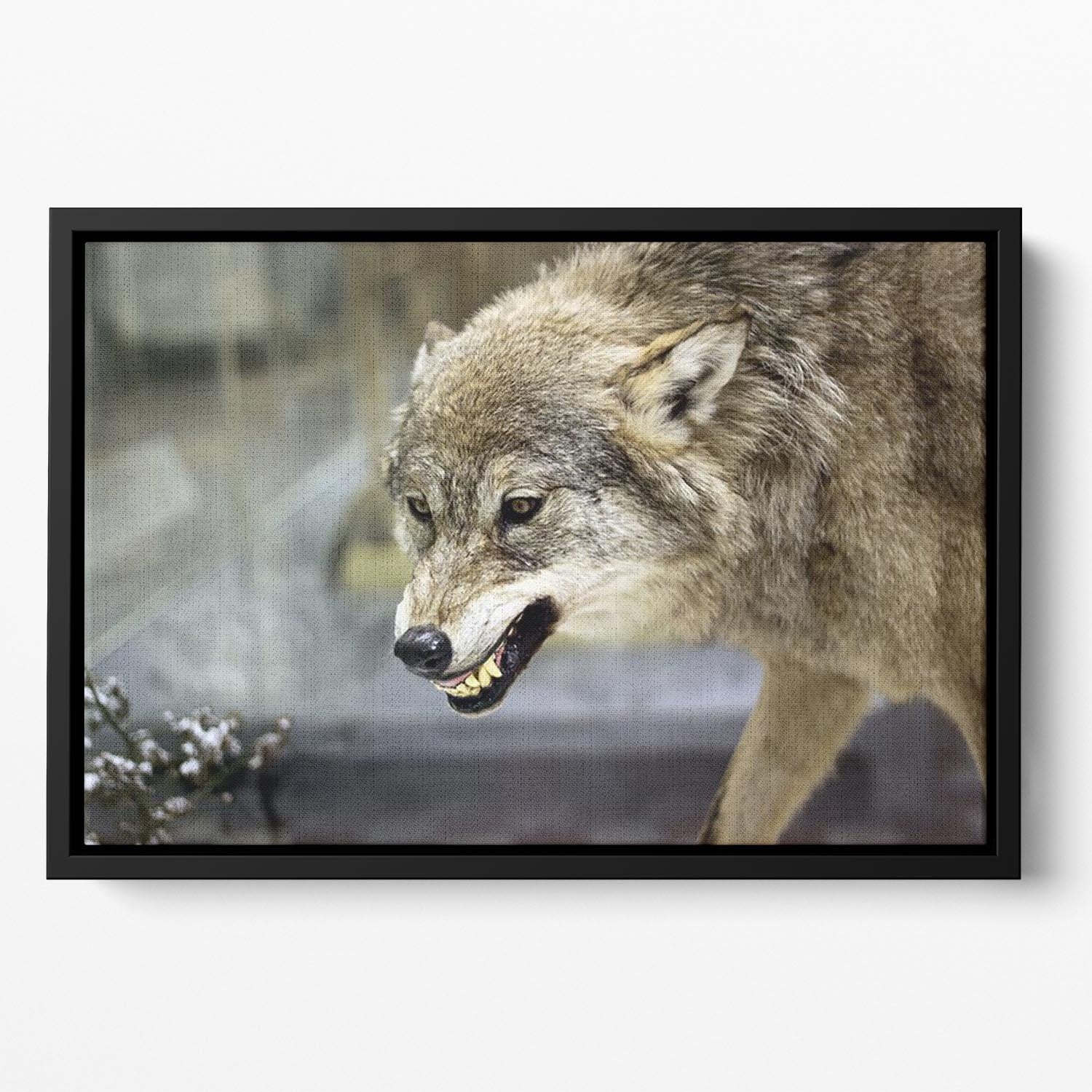 Angry grey wolf in winter forest Floating Framed Canvas - Canvas Art Rocks - 2