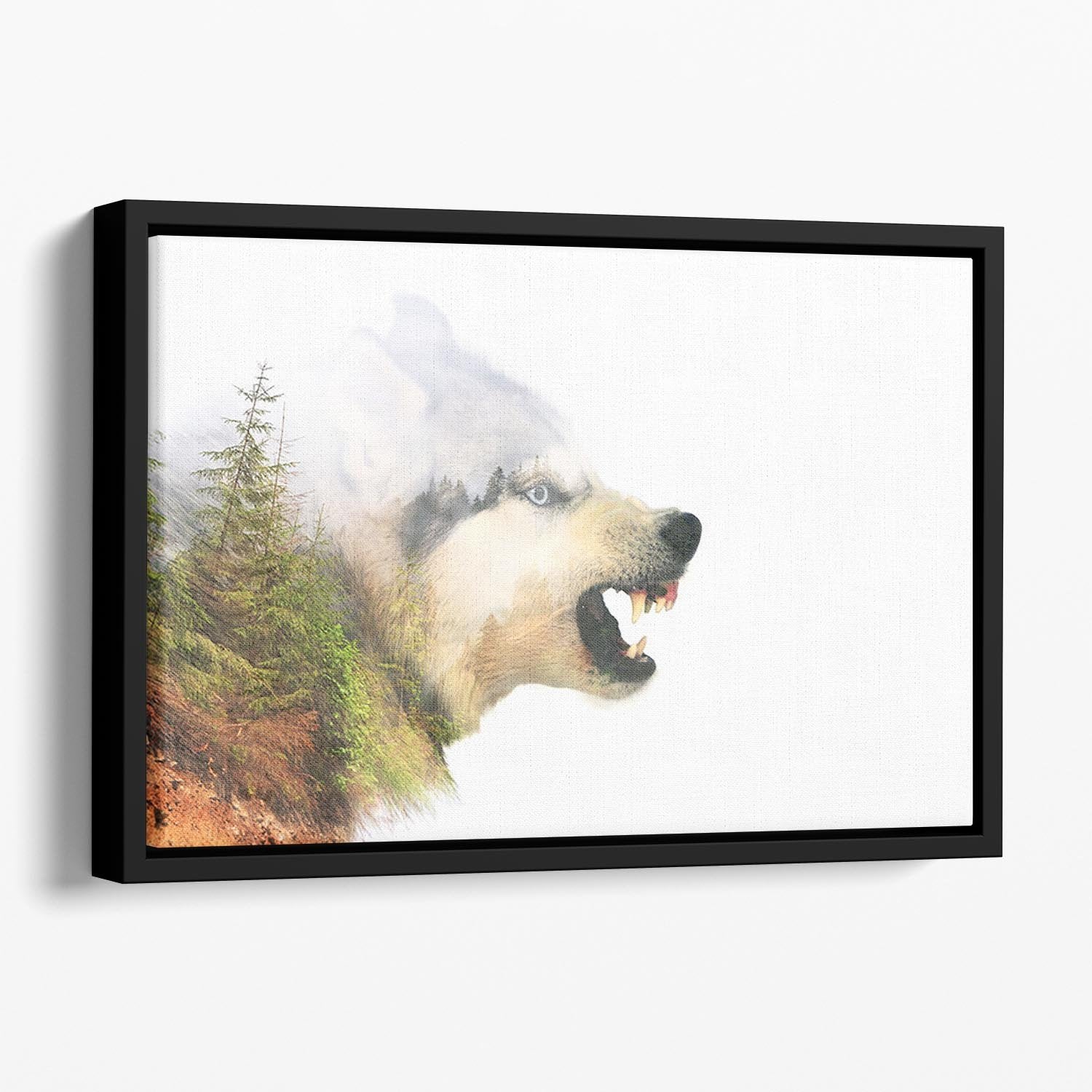 Angry siberian husky dog Floating Framed Canvas - Canvas Art Rocks - 1