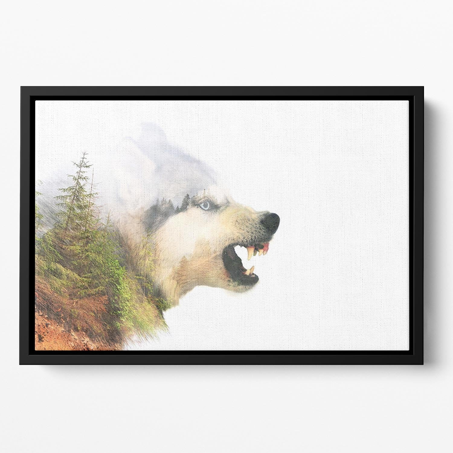 Angry siberian husky dog Floating Framed Canvas - Canvas Art Rocks - 2