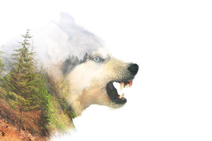 Angry siberian husky dog Wall Mural Wallpaper - Canvas Art Rocks - 1