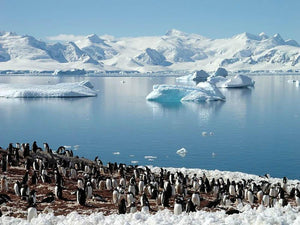 Antarctic penguin group reflection of icebergs Antarctica Wall Mural Wallpaper - Canvas Art Rocks - 1