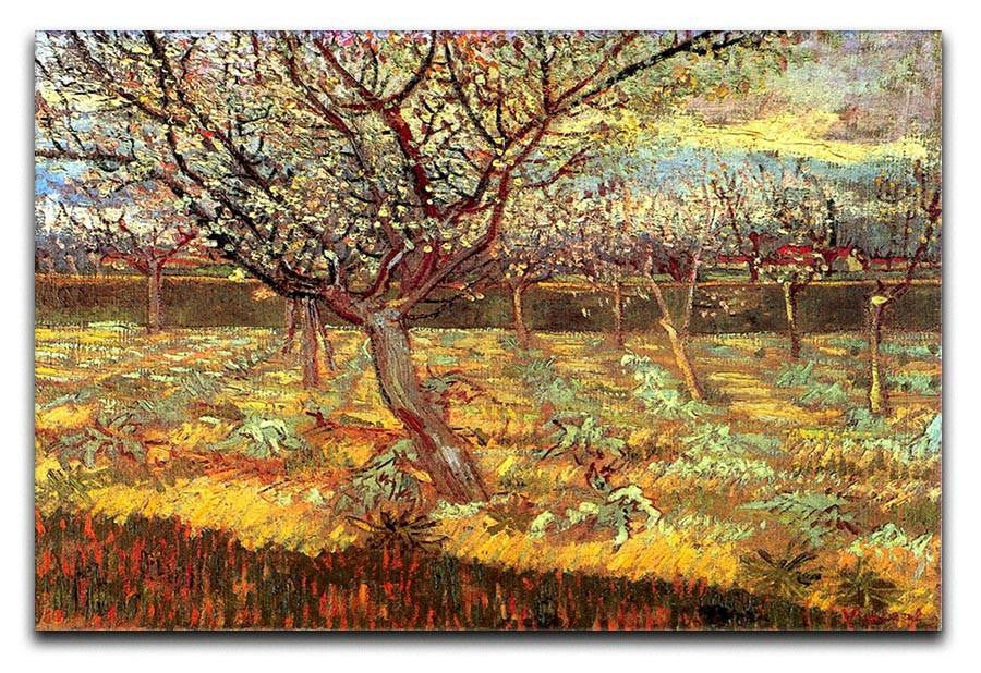 Apricot Trees in Blossom by Van Gogh Canvas Print & Poster  - Canvas Art Rocks - 1