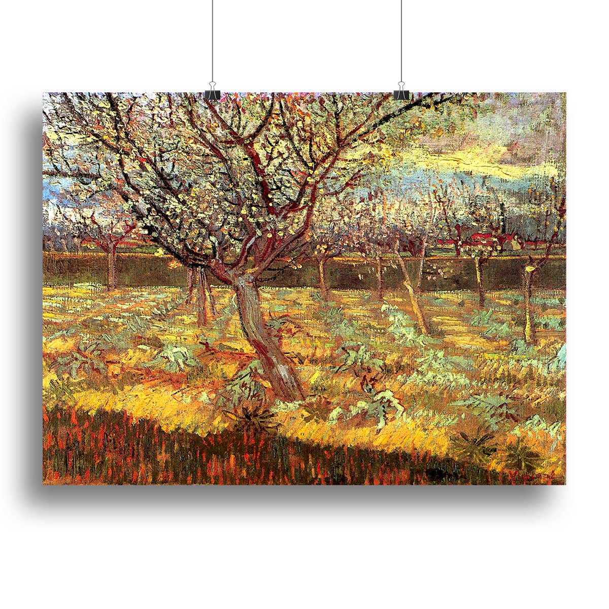 Apricot Trees in Blossom by Van Gogh Canvas Print or Poster