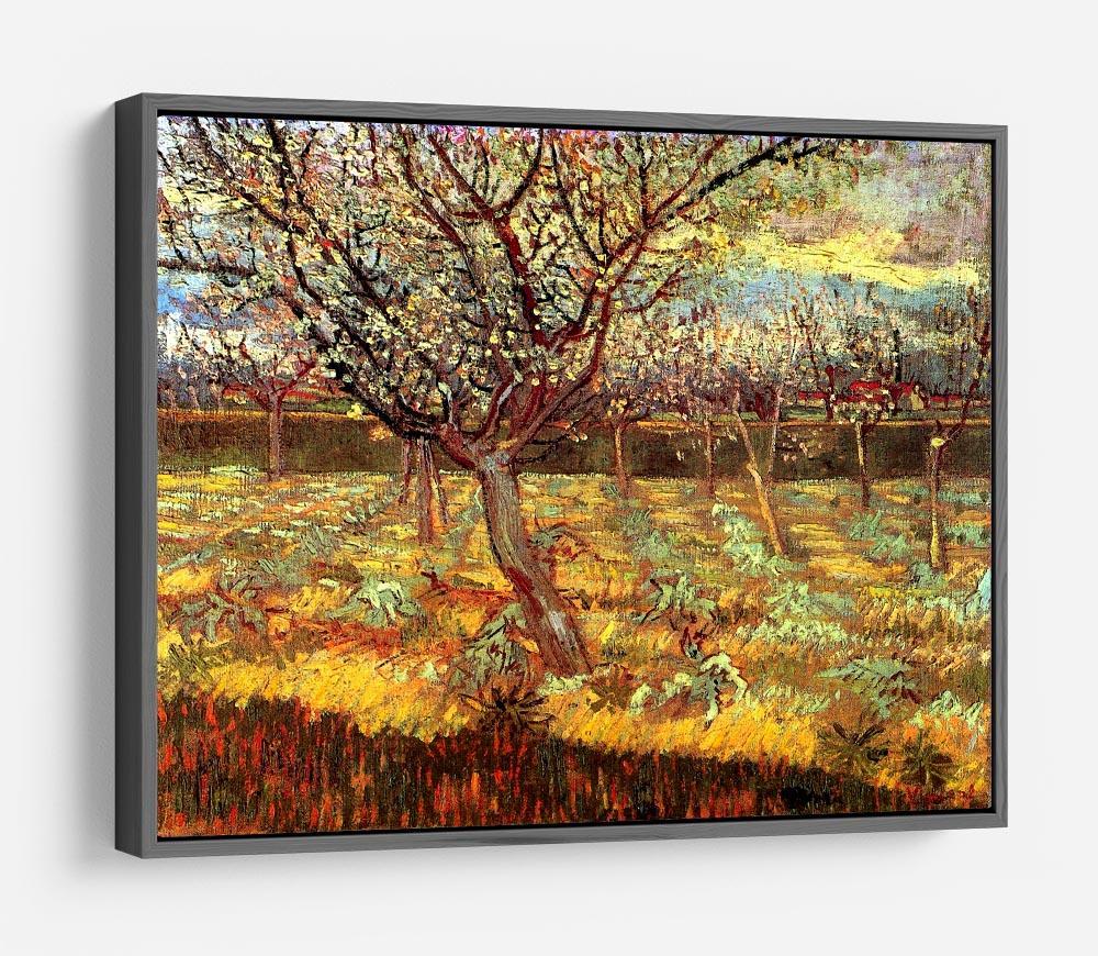 Apricot Trees in Blossom by Van Gogh HD Metal Print