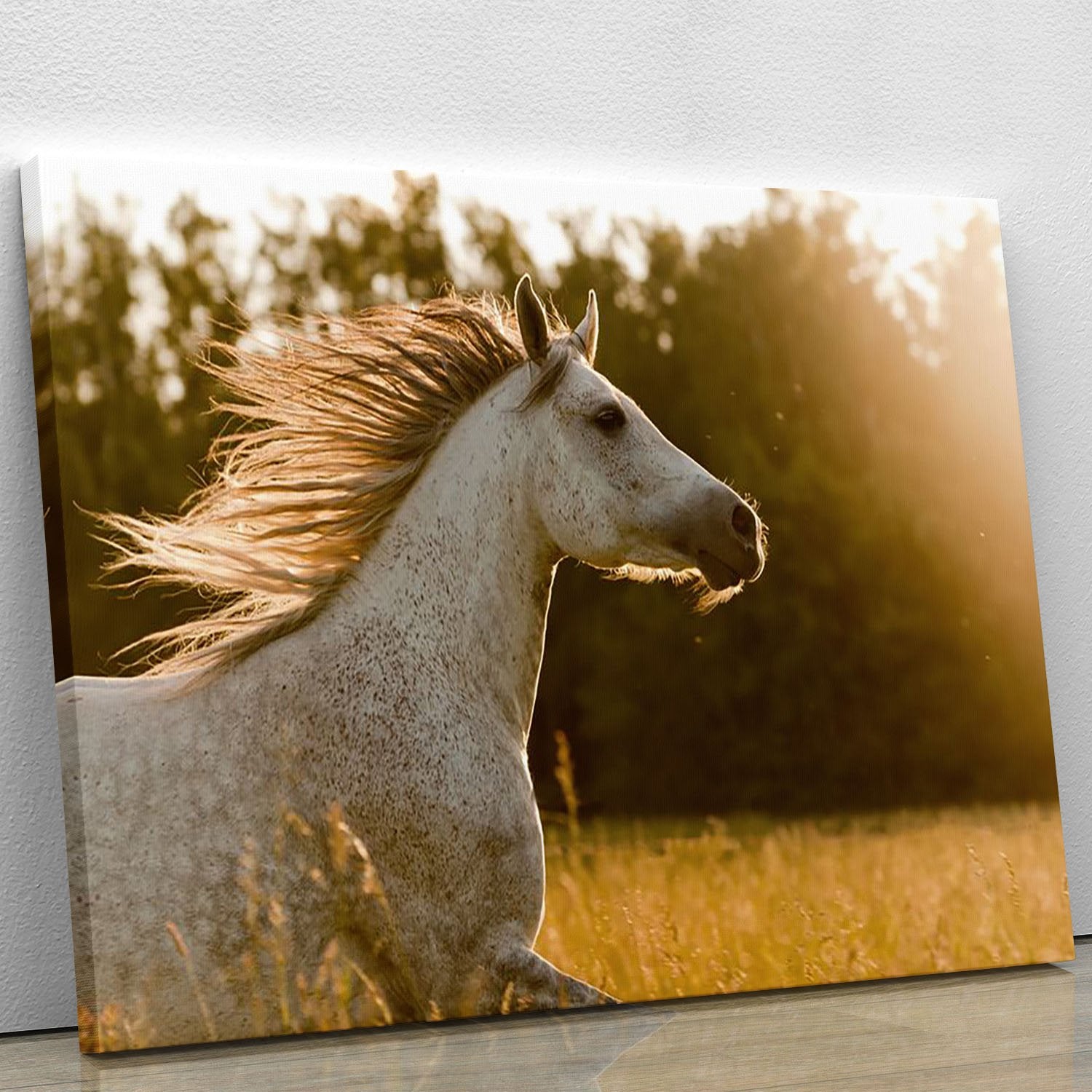 Arab horse in sunset Canvas Print or Poster