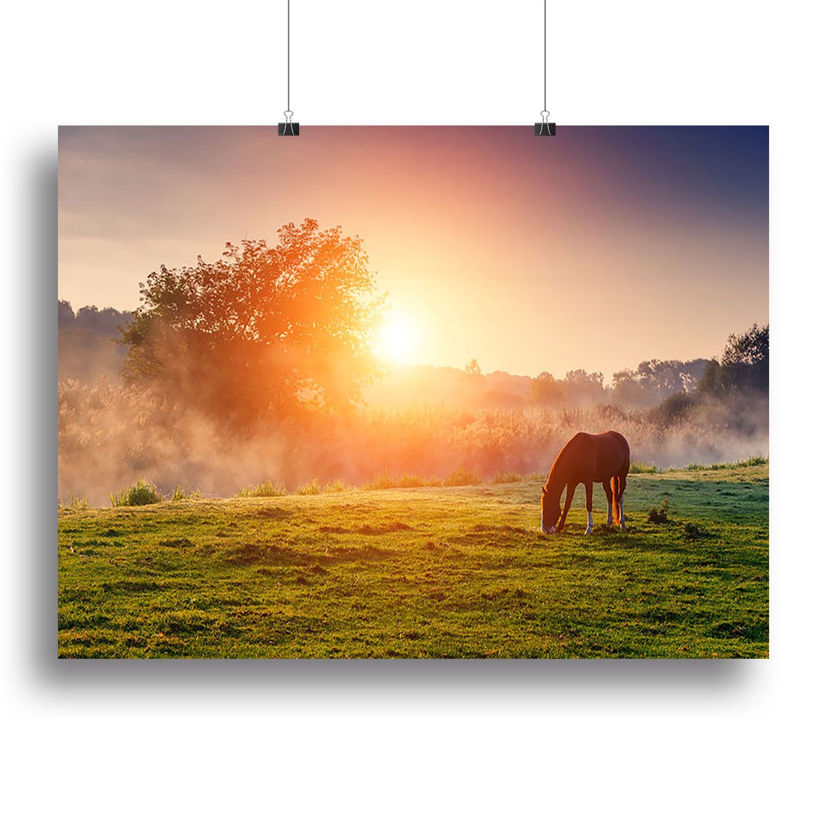 Arabian horses grazing on pasture at sundown in orange sunny beams Canvas Print or Poster