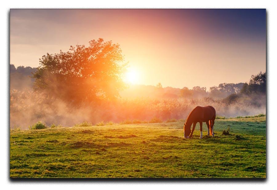 Arabian horses grazing on pasture at sundown in orange sunny beams Canvas Print or Poster - Canvas Art Rocks - 1