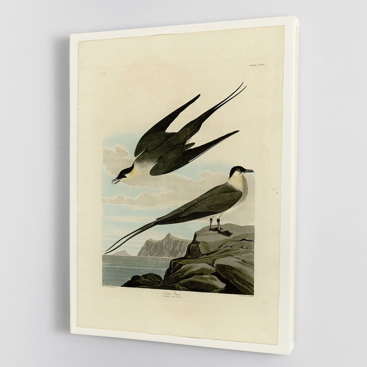 Arctic Yager by Audubon Canvas Print or Poster