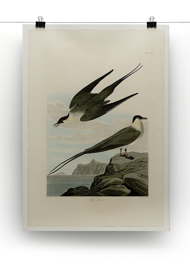 Arctic Yager by Audubon Canvas Print or Poster - Canvas Art Rocks - 2