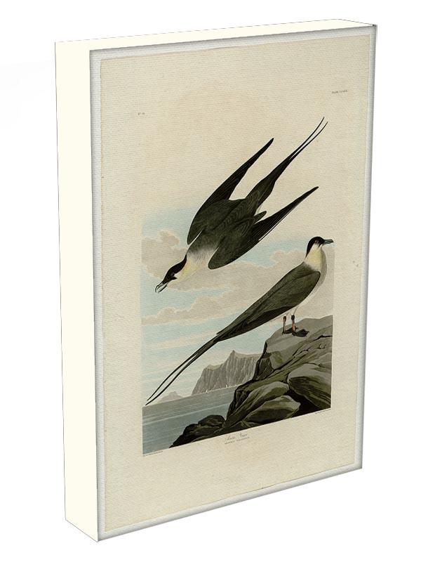 Arctic Yager by Audubon Canvas Print or Poster - Canvas Art Rocks - 3