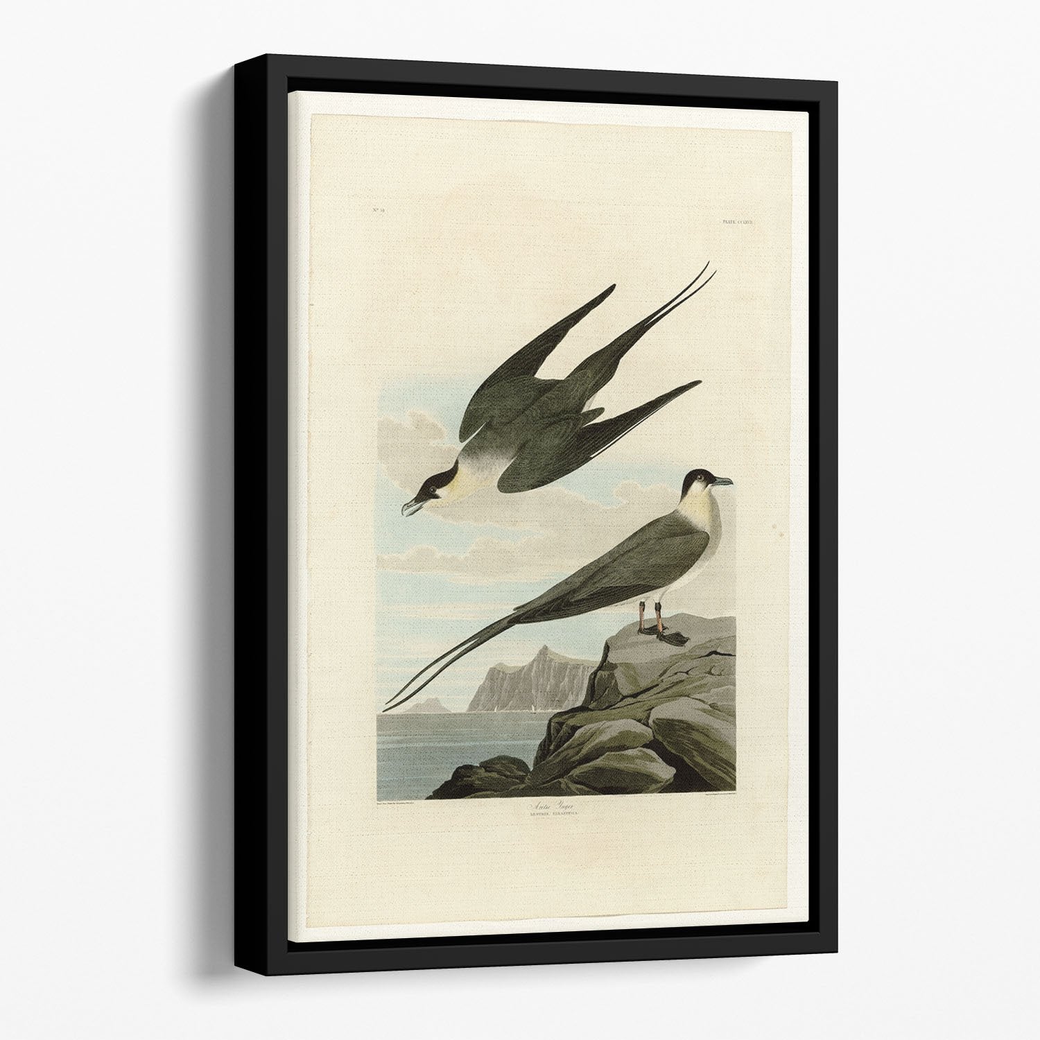 Arctic Yager by Audubon Floating Framed Canvas