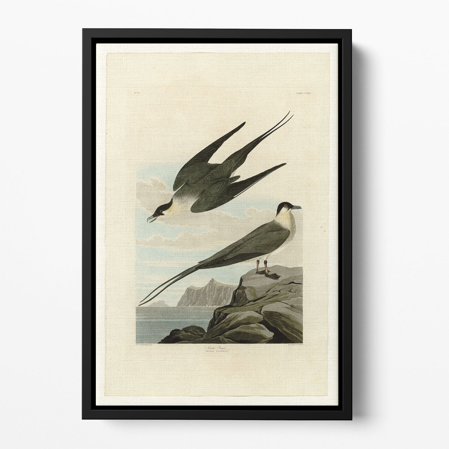 Arctic Yager by Audubon Floating Framed Canvas