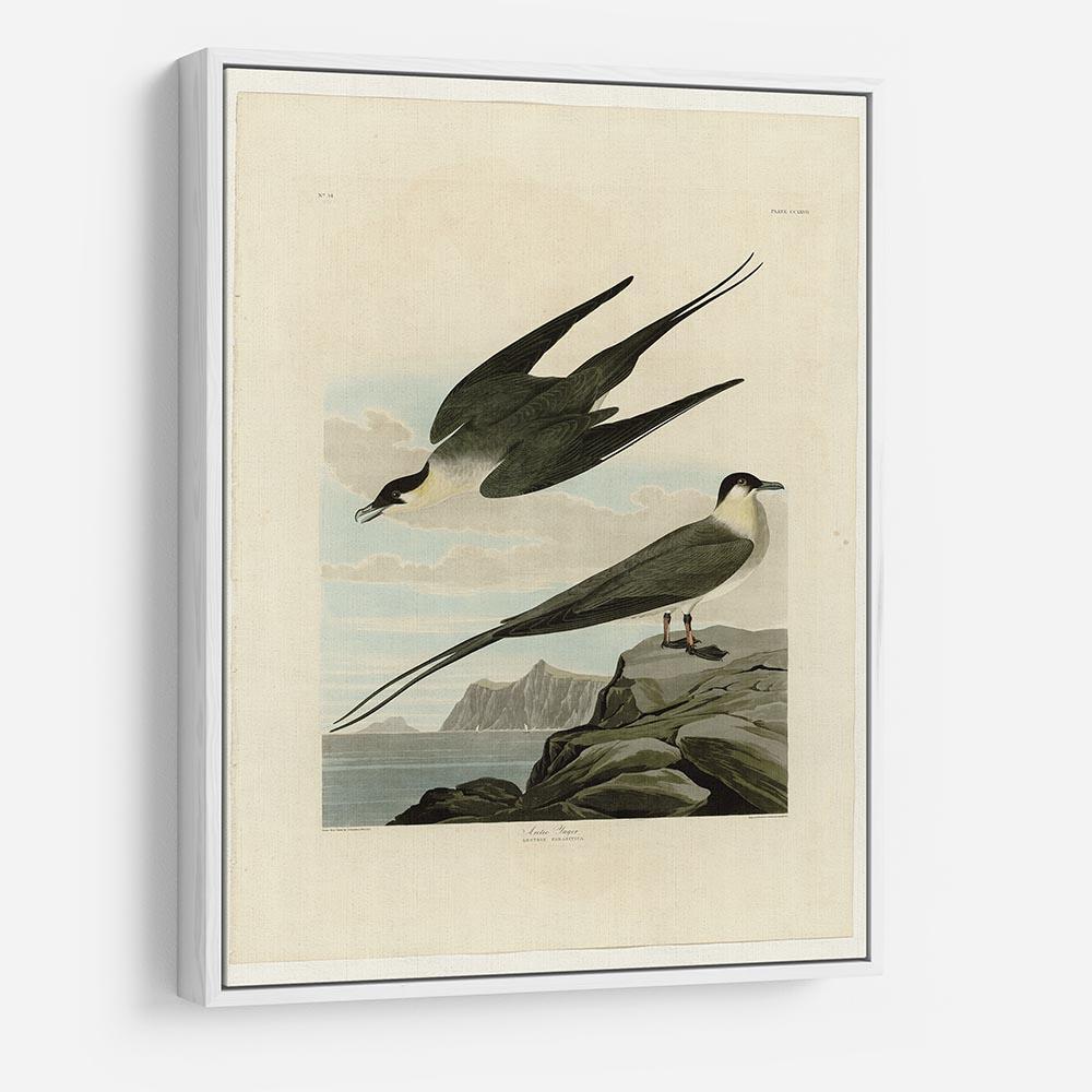 Arctic Yager by Audubon HD Metal Print - Canvas Art Rocks - 7