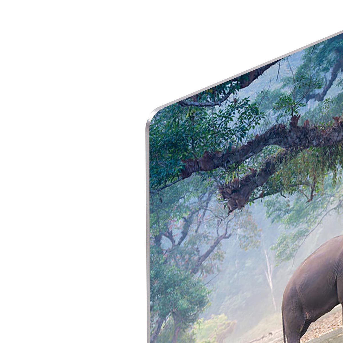 Asian Elephants in a natural river at deep forest HD Metal Print - Canvas Art Rocks - 4
