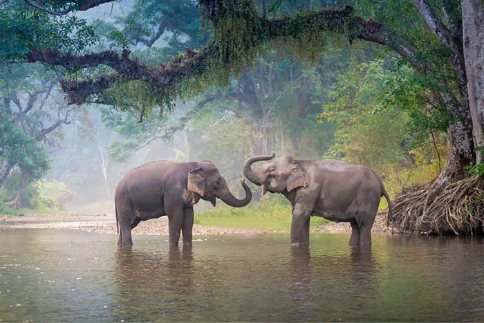 Asian Elephants in a natural river at deep forest Wall Mural Wallpaper