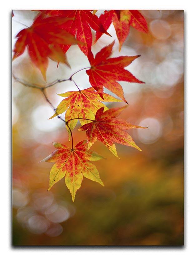 Autumn Colours Canvas Print or Poster - Canvas Art Rocks - 1