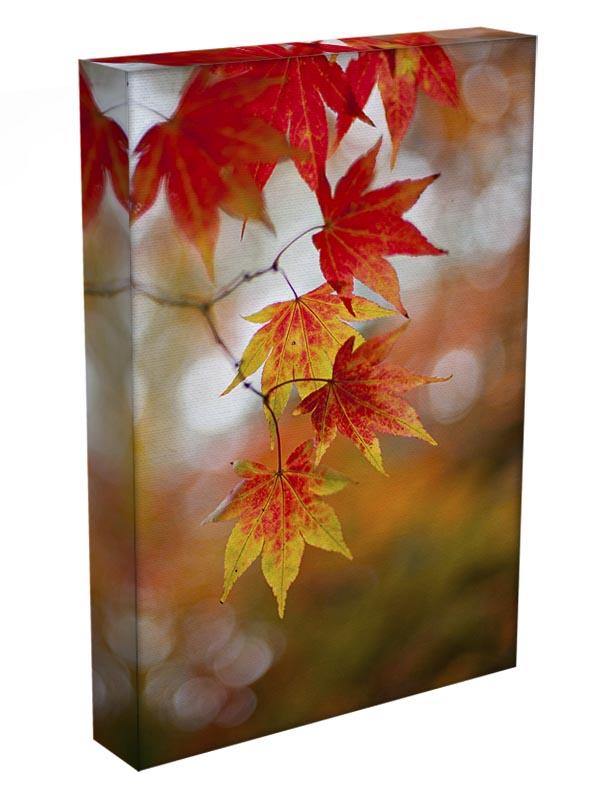 Autumn Colours Canvas Print or Poster - Canvas Art Rocks - 3