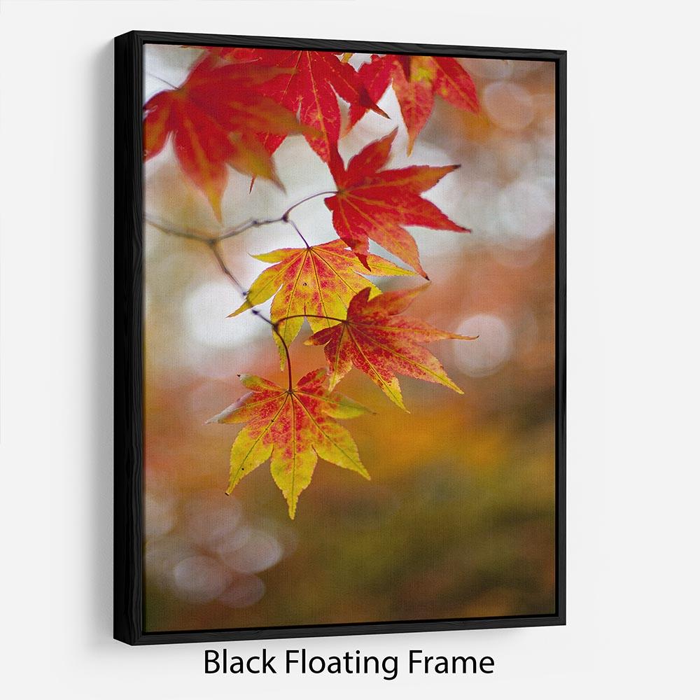 Autumn Colours Floating Frame Canvas - Canvas Art Rocks - 1