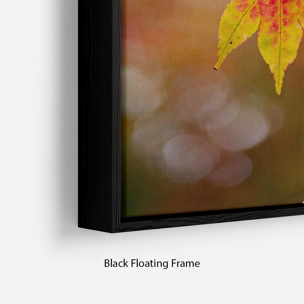 Autumn Colours Floating Frame Canvas - Canvas Art Rocks - 2