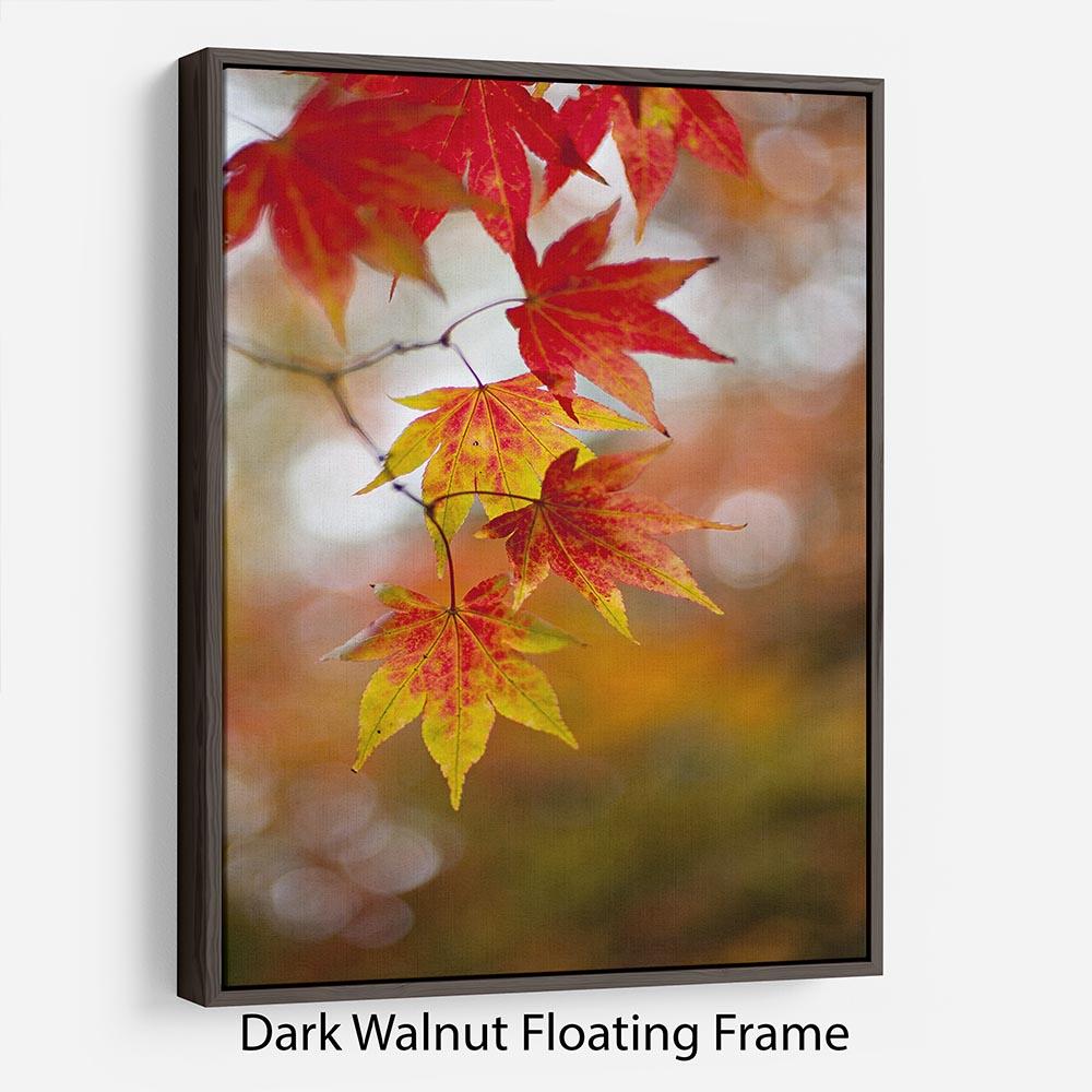 Autumn Colours Floating Frame Canvas - Canvas Art Rocks - 5