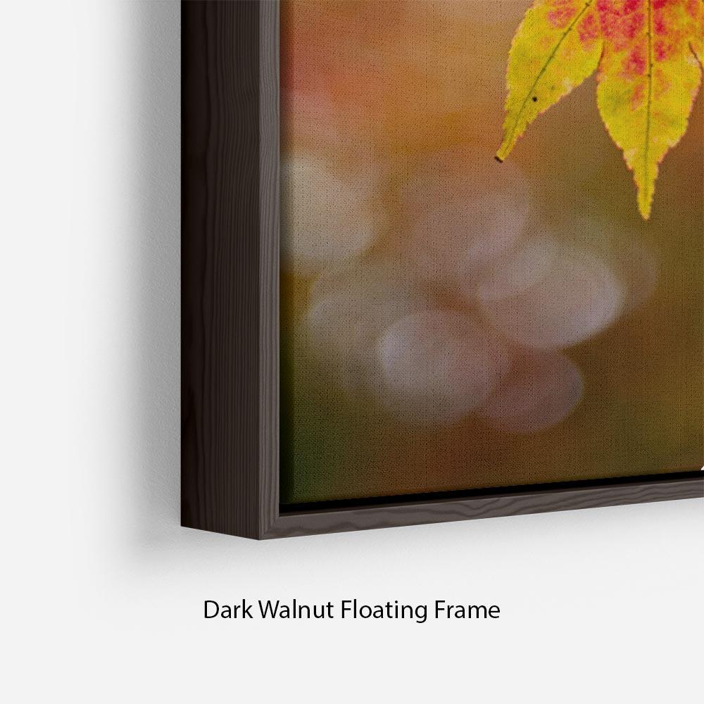 Autumn Colours Floating Frame Canvas - Canvas Art Rocks - 6