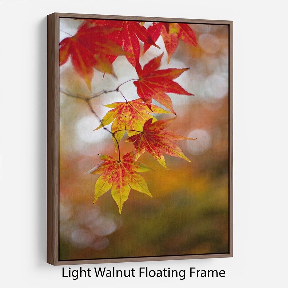 Autumn Colours Floating Frame Canvas - Canvas Art Rocks 7