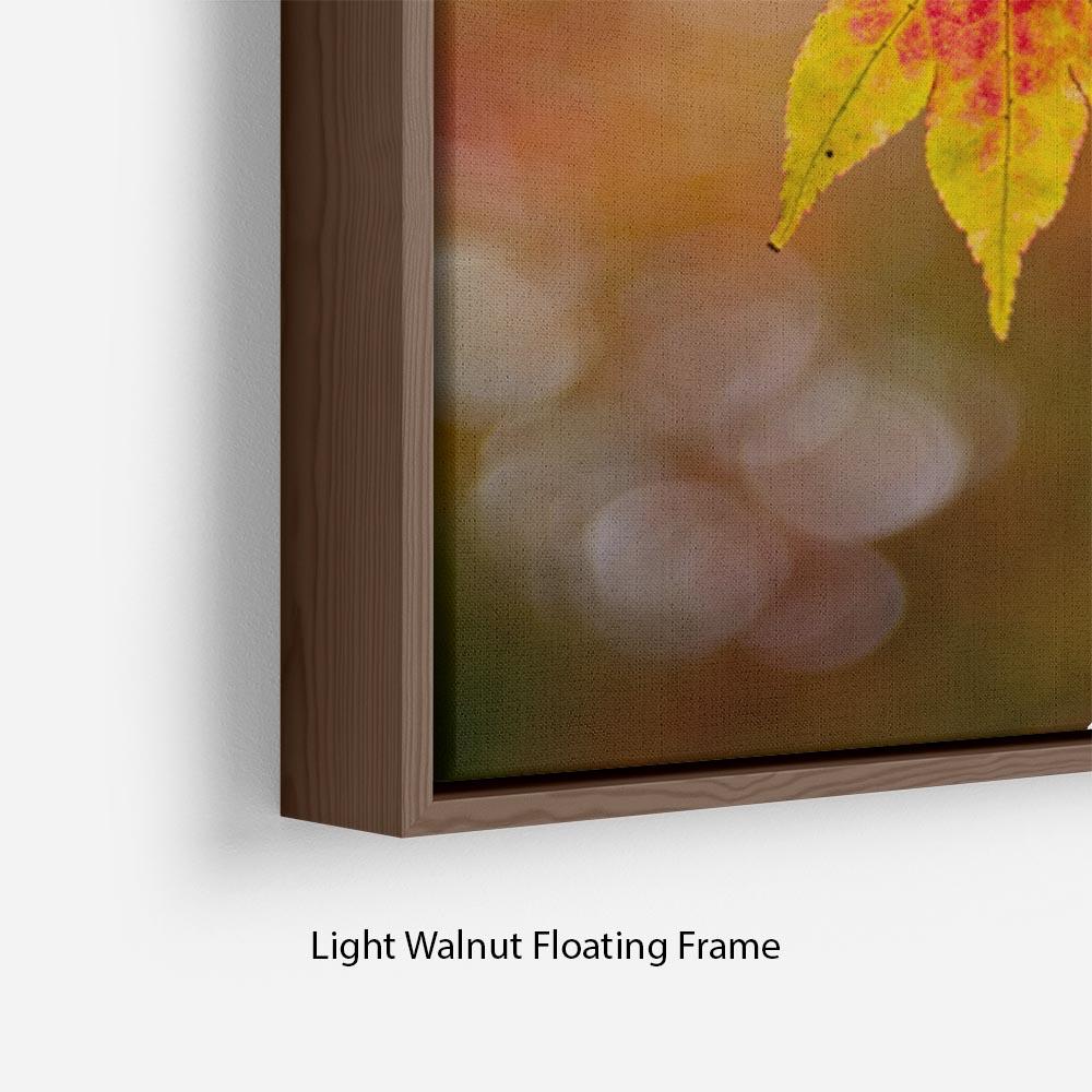 Autumn Colours Floating Frame Canvas - Canvas Art Rocks - 8