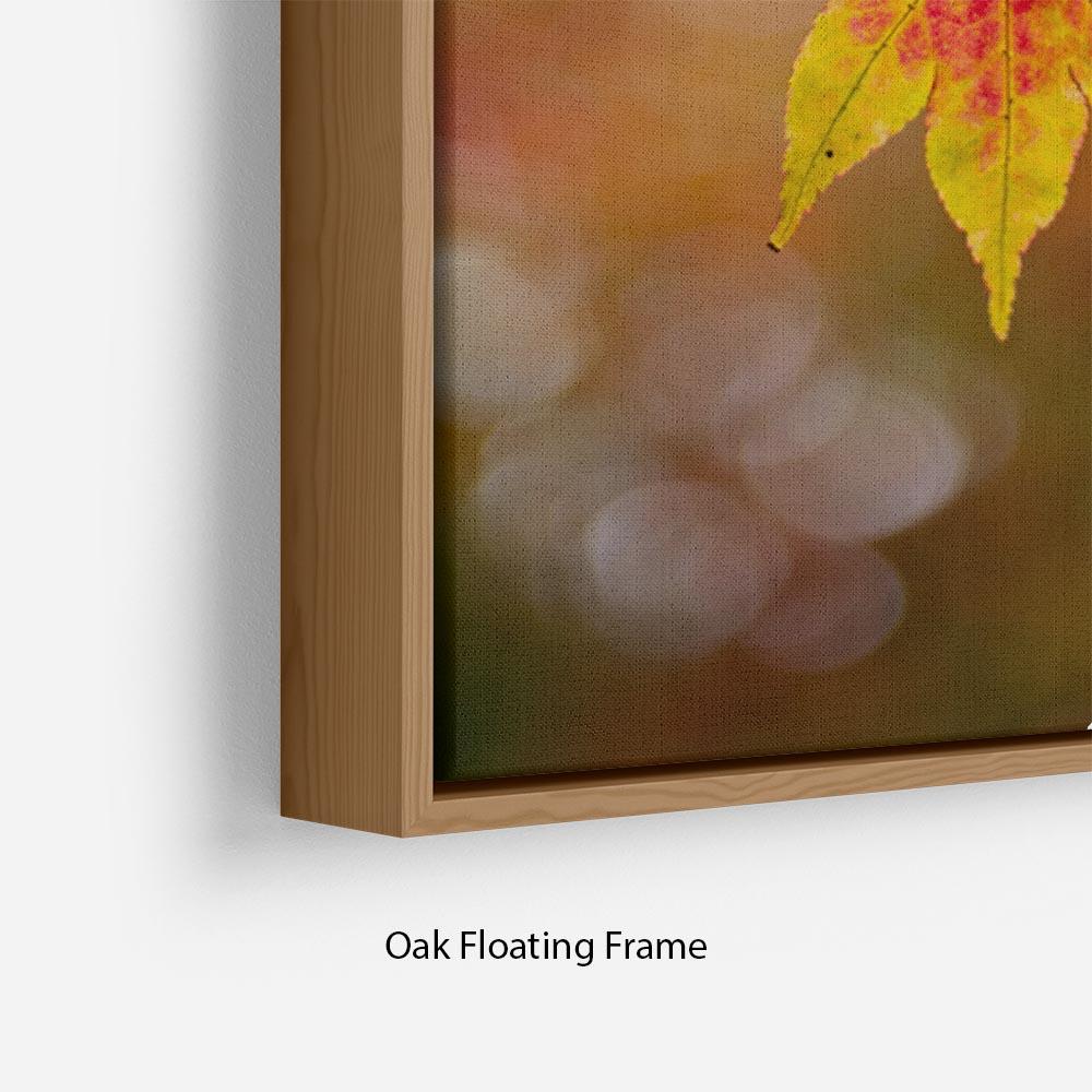 Autumn Colours Floating Frame Canvas - Canvas Art Rocks - 10