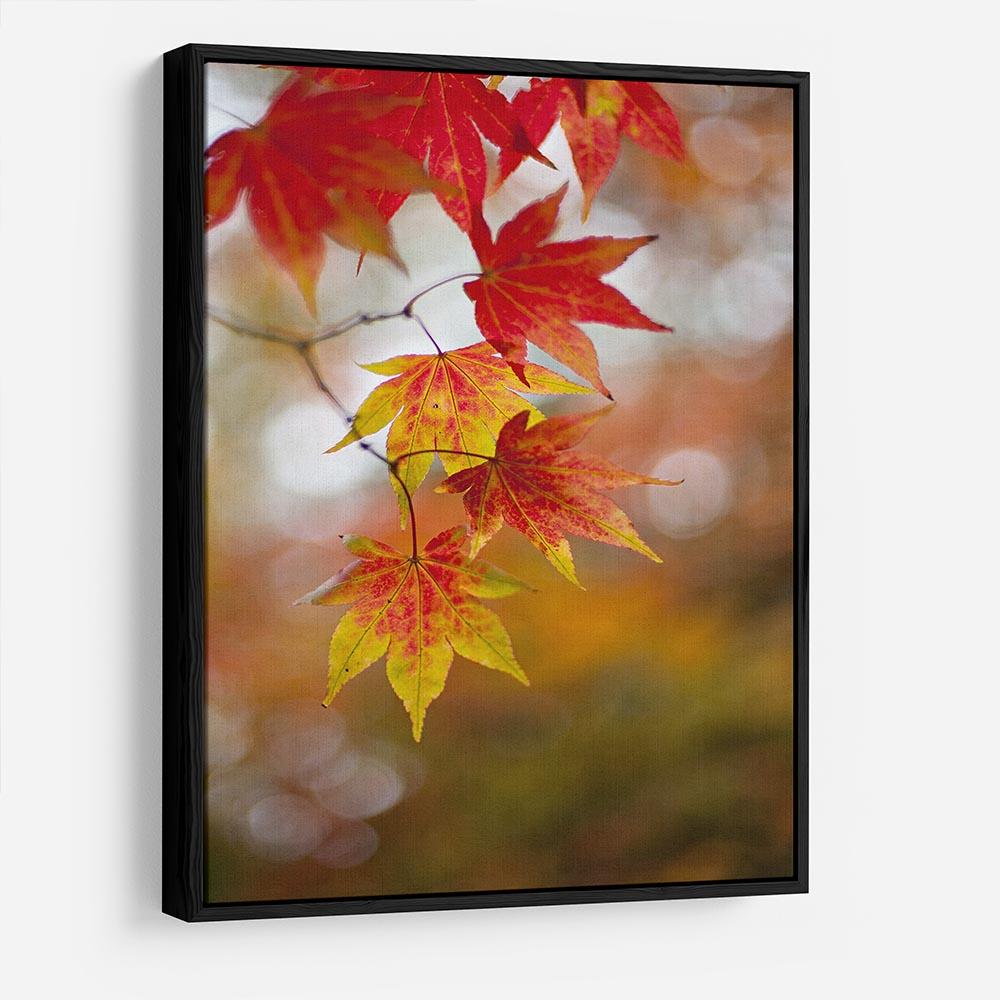 Autumn Colours HD Metal Print - Canvas Art Rocks - 6