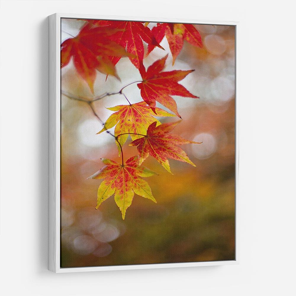 Autumn Colours HD Metal Print - Canvas Art Rocks - 7