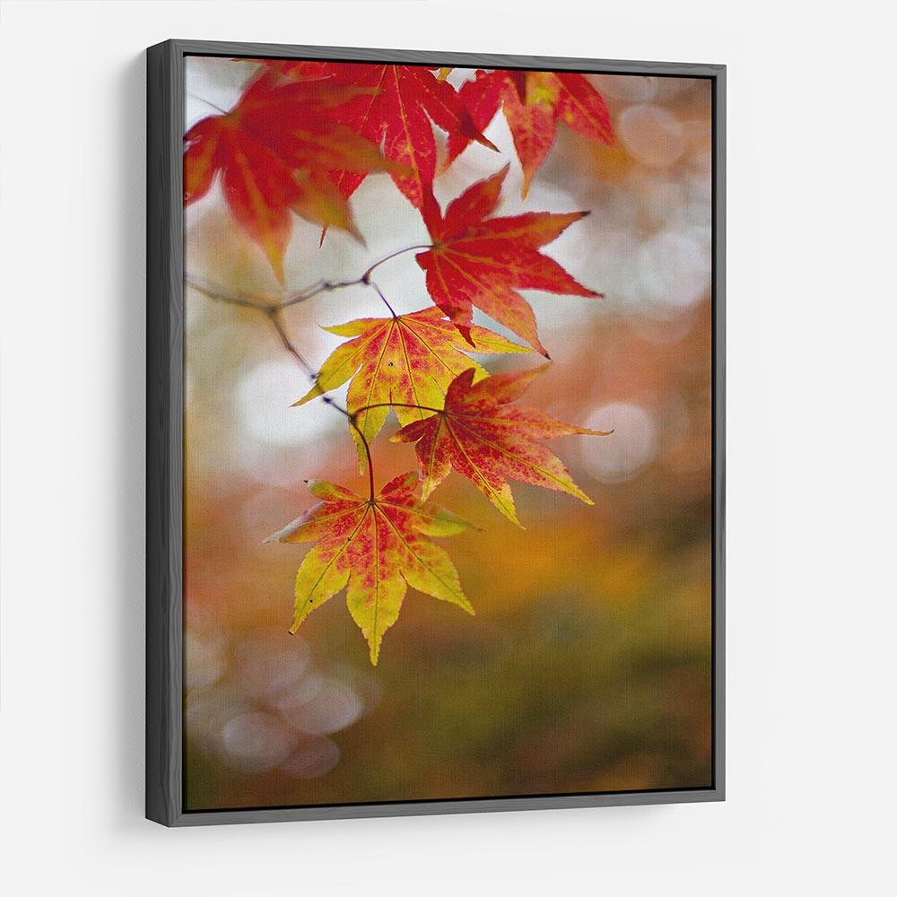 Autumn Colours HD Metal Print - Canvas Art Rocks - 9