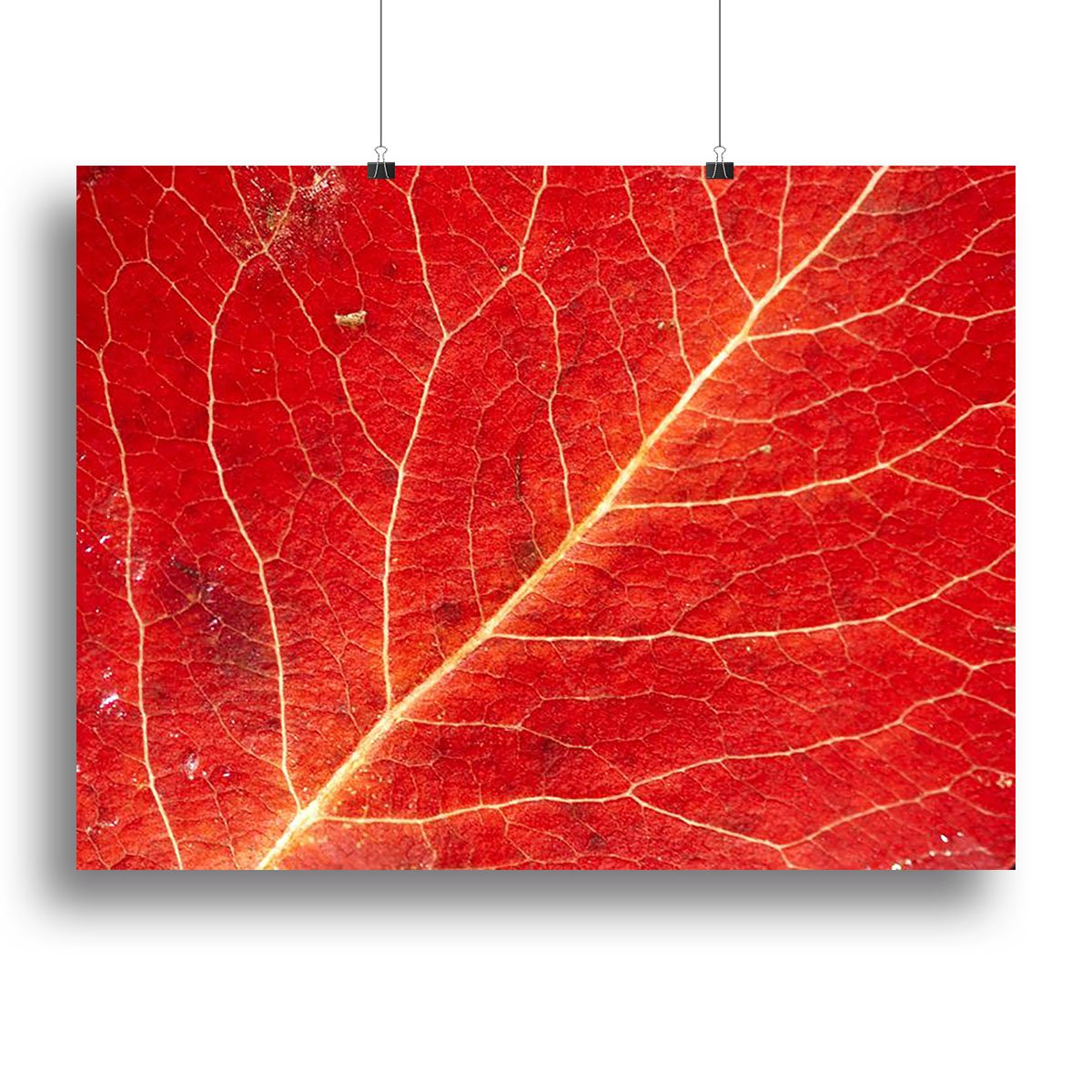Autumn leaf Canvas Print or Poster