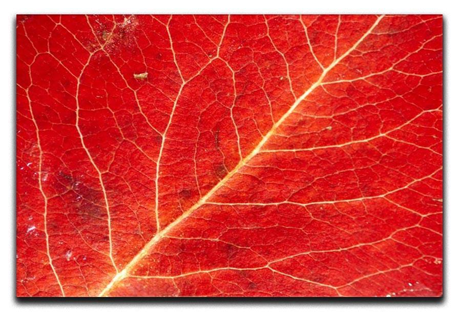 Autumn leaf Canvas Print or Poster  - Canvas Art Rocks - 1