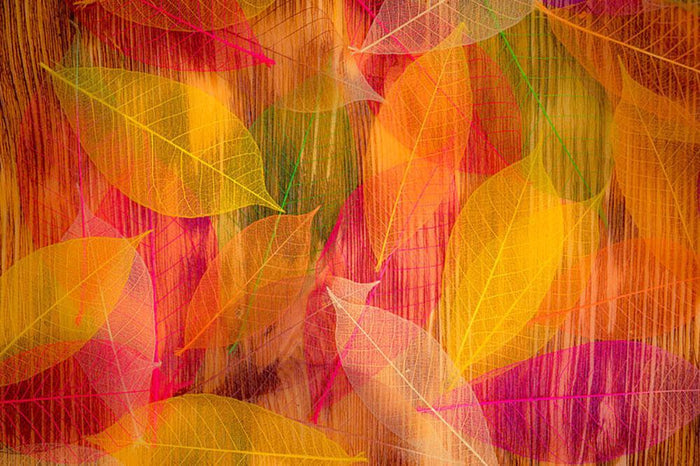 Autumn leaves texture Wall Mural Wallpaper