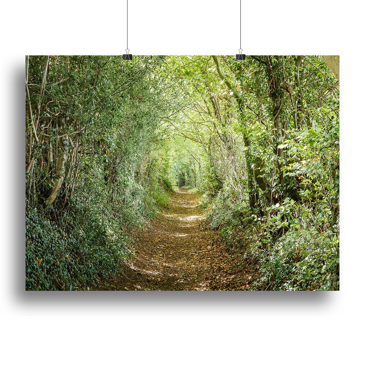 Avenue of trees Canvas Print or Poster