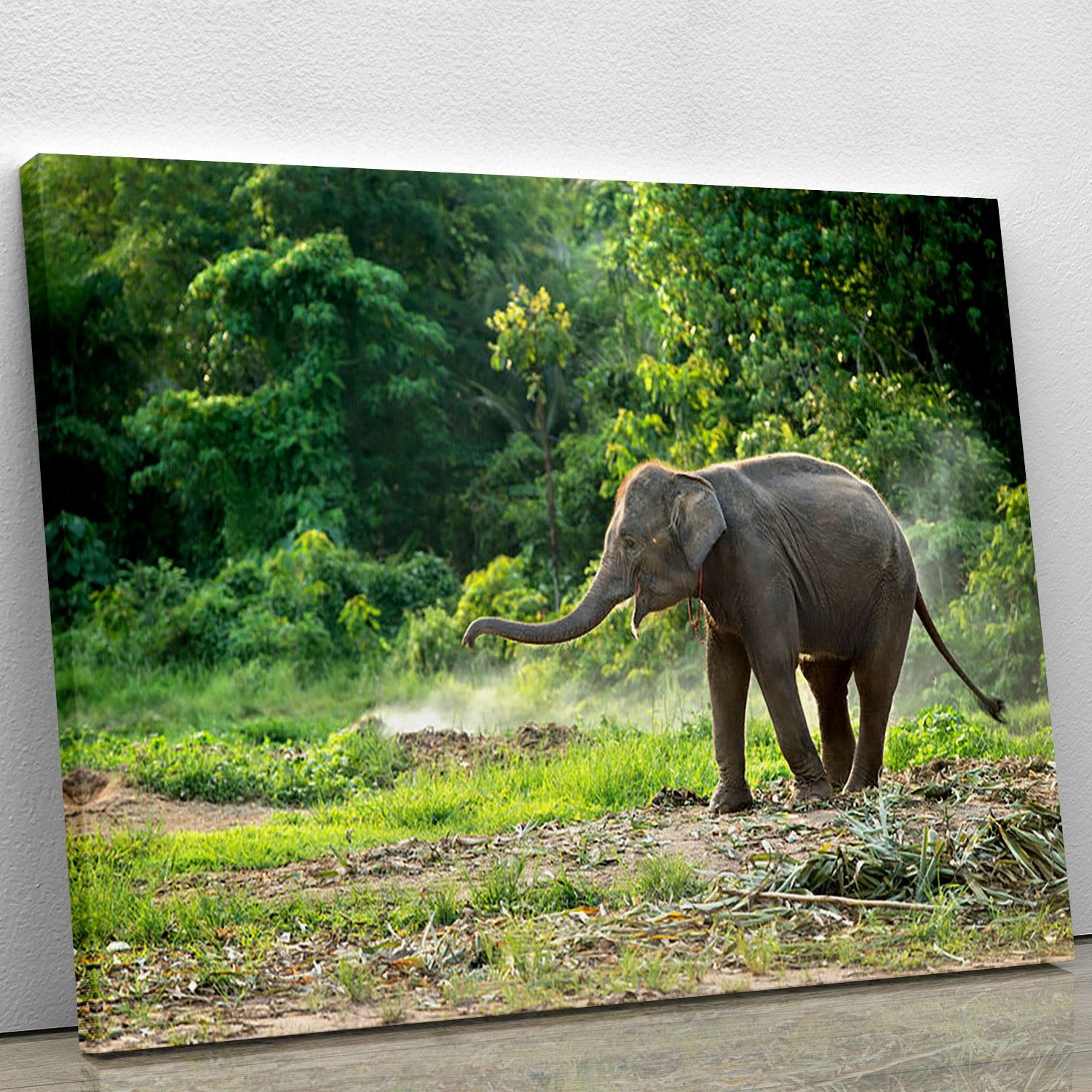Baby elephant enjoy in open zoo Canvas Print or Poster