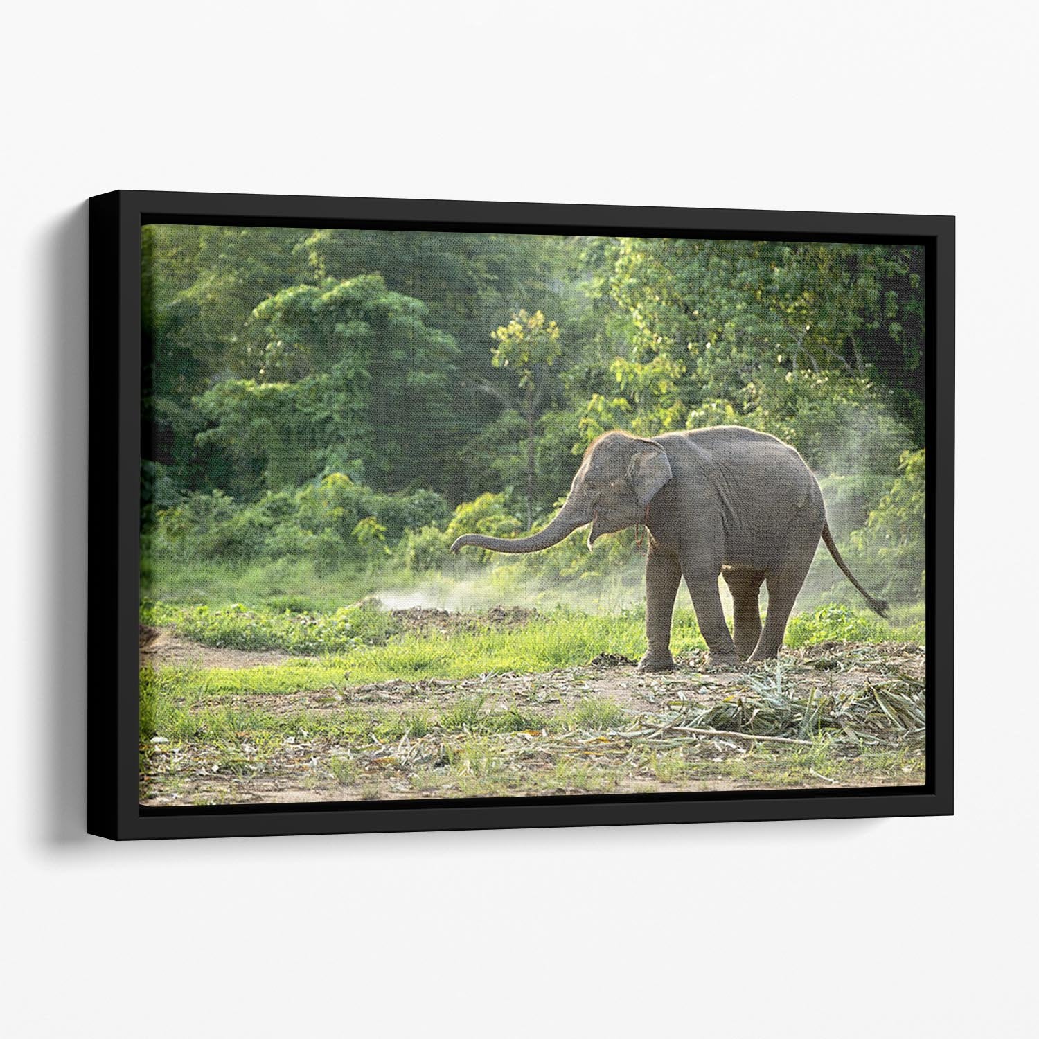 Baby elephant enjoy in open zoo Floating Framed Canvas - Canvas Art Rocks - 1