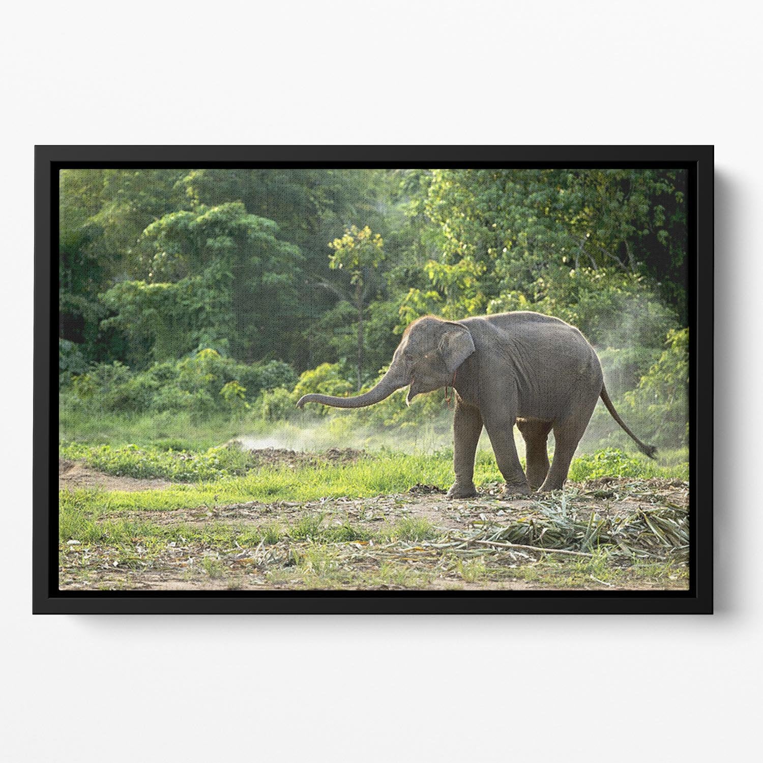 Baby elephant enjoy in open zoo Floating Framed Canvas - Canvas Art Rocks - 2