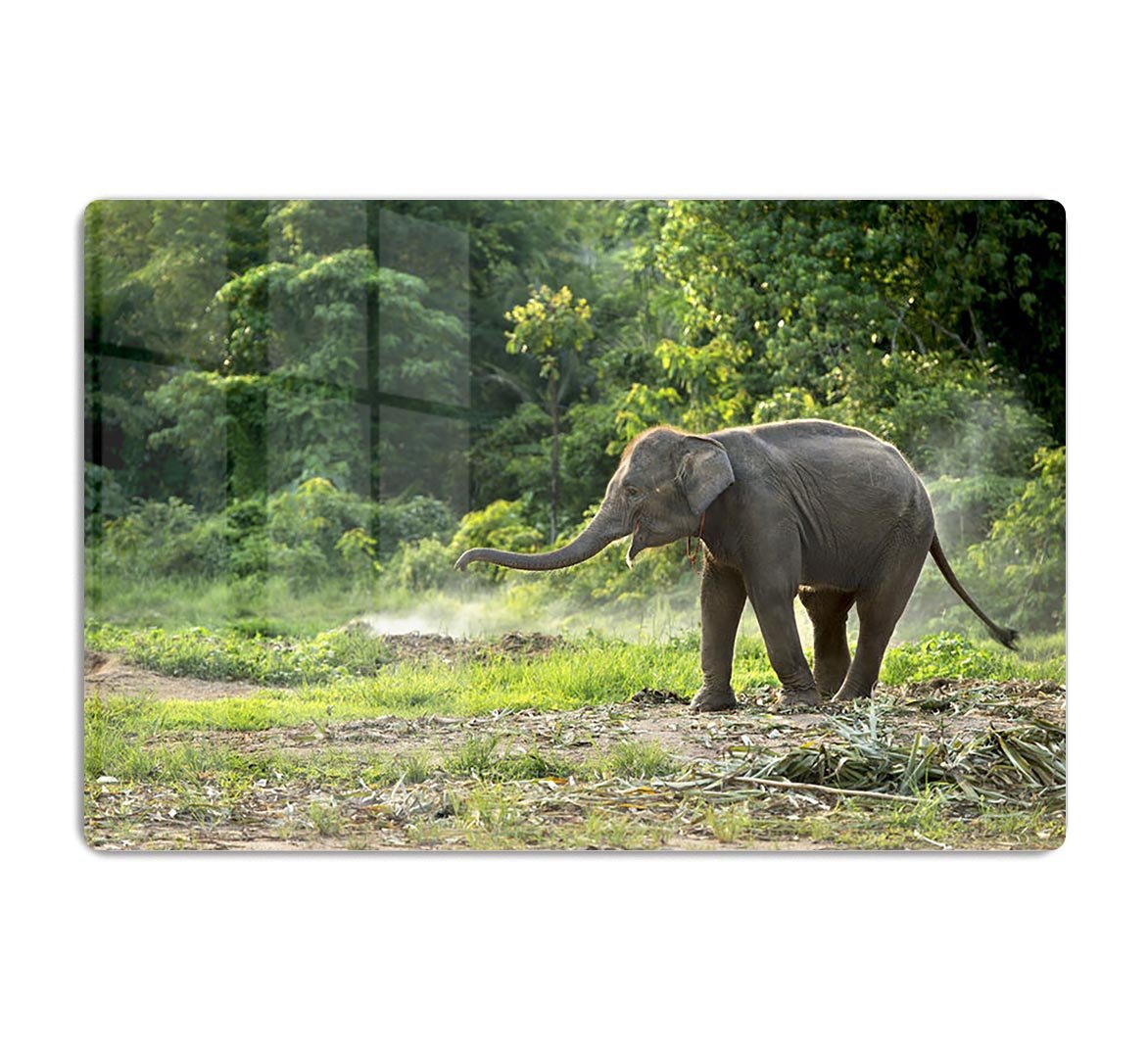Baby elephant enjoy in open zoo HD Metal Print - Canvas Art Rocks - 1