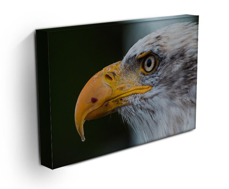 Bald Eagle Canvas Print - Canvas Art Rocks - 3